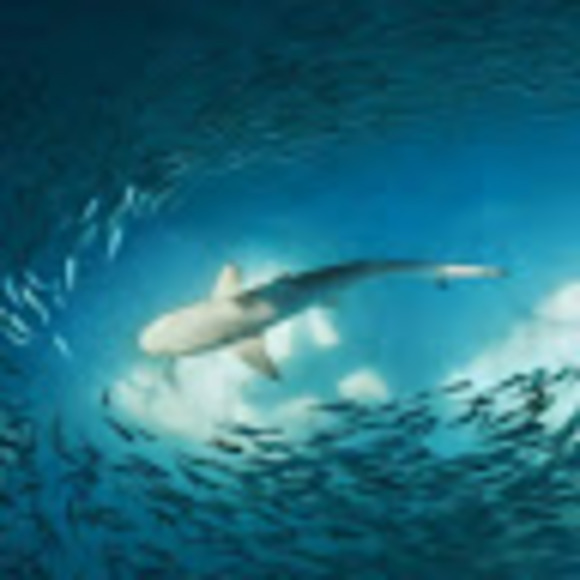 Meet your Posher, Valentina - Picture 1 of 1